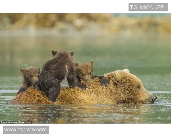 灰熊深夜发文，疑似回应转会传闻